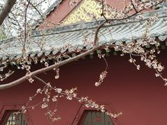 -桃花堤公园