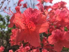 -南汇桃花村
