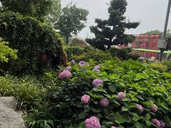 -合肥滨湖国家森林公园