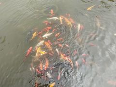 -无锡梅园公园