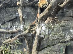 -武汉动物园