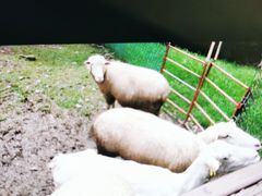 -瑞穗牧场