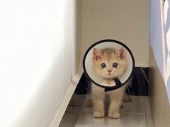 -屋虎猫馆(宝安大仟里店)