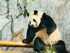-深圳野生动物园