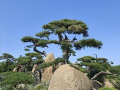 -罗红摄影艺术馆