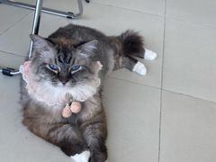 -怪兽屋·羊驼·猫咖·狗咖(俊华广场店)