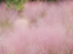 -遵化市禅林寺古银杏风景园