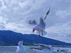 -海埂大坝