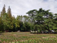 -上海滨江森林公园