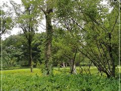 -映月湖中央公园