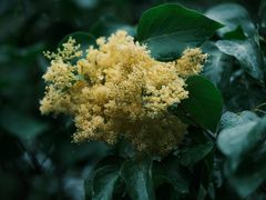 -国家植物园