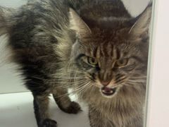 -青奢宠物·青奢猫舍