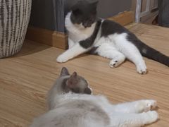 -松果猫咖(桐乡吾悦金街店)