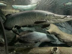 -上海海洋水族馆