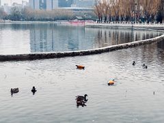 -莲花池公园