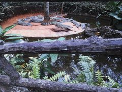 -海南热带野生动植物园