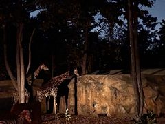 -清迈夜间动物园