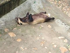 -西霞口神雕山野生动物世界