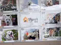 -翊宠yipet猫狗购宠庄园犬舍•猫舍