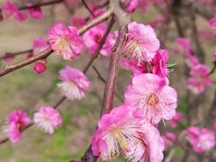 -花开海上生态园