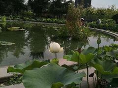 -莲花池公园