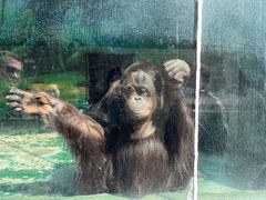 -泉州海丝野生动物世界