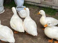 -HERRE·FARM 赫尔露营农场·团建聚会包场