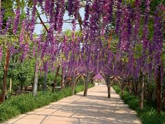 -呀路古热带植物园