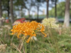 -白塘生态植物园