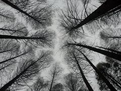 -武陵山森林公园