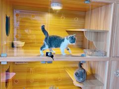 -猫十亿·布偶金渐层·曼基康矮脚猫舍(青年路店)
