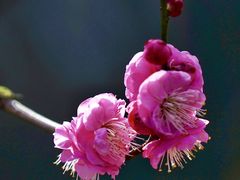-花开海上生态园