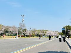 -羊山湖公园