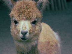 -泉州海丝野生动物世界