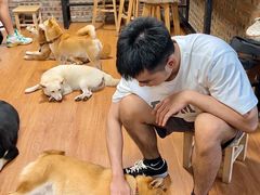 -柴犬高等学院·狗咖·柴犬售卖·宠物训练