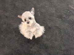 -BABIT巴比特宠物(MOMOPARK店)