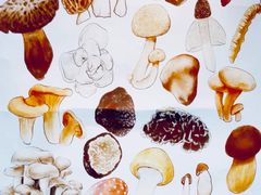 -滇野云南野生菌餐厅(陕西南路店)