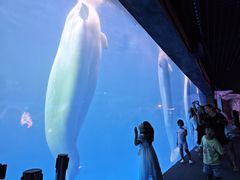 -秦皇岛乐岛海洋王国