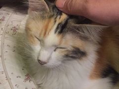 -猫色咖啡·猫咖