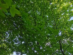 -铁山坪森林公园