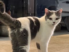 -安安宠医宠物医院·异宠·犬猫内科(岳阳分院)