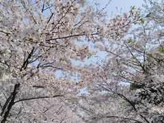 -高东镇樱花园