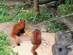 -都江堰中华大熊猫苑