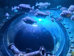 -成都浩海立方海洋公园