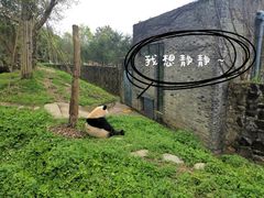 -都江堰中华大熊猫苑