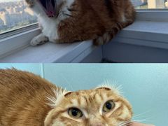 -爱洗澡的猫(望京店)