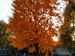 -北京市海淀外国语实验学校