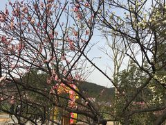 -香雪海