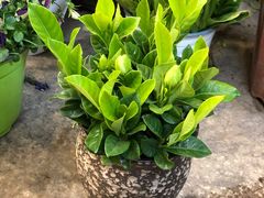 -双季花艺园艺市场(浦东店)