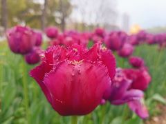 -玄武湖景区-情侣园游乐场